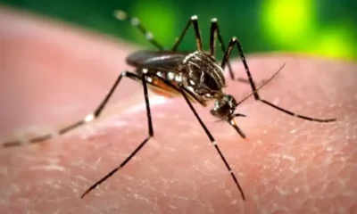 Alerta de la UNAM: El dengue se extiende a casi todo México