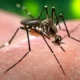 Alerta de la UNAM: El dengue se extiende a casi todo México