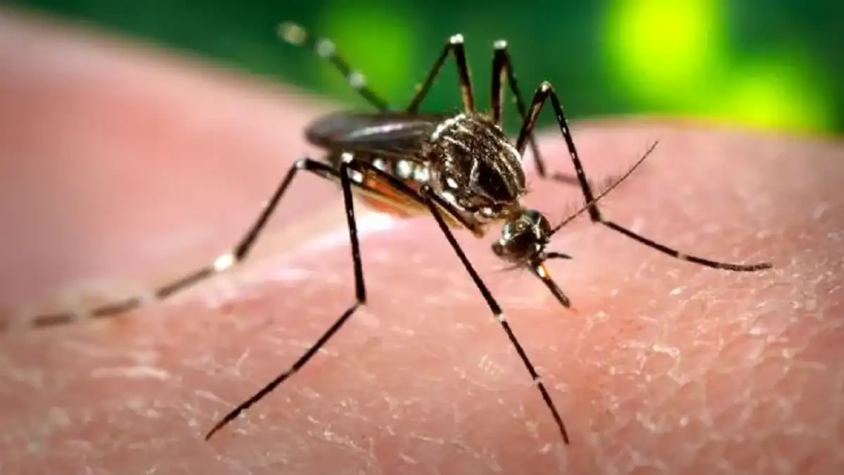 Alerta de la UNAM: El dengue se extiende a casi todo México