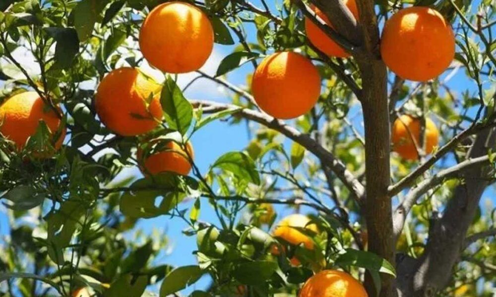 El precio de la naranja, por las nubes.