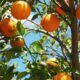 El precio de la naranja, por las nubes.
