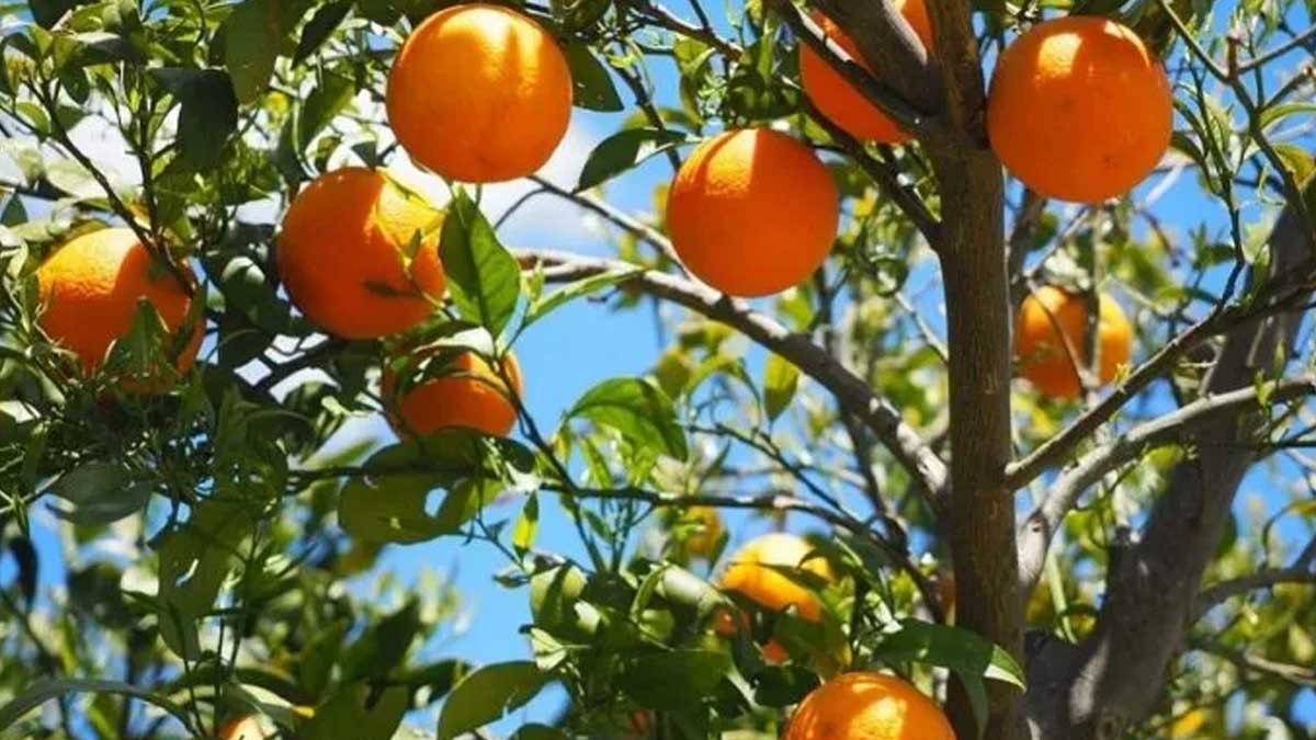 El precio de la naranja, por las nubes.