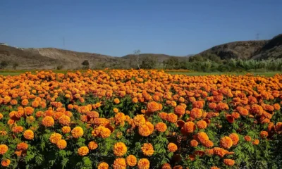 El Día de Muertos: Tradición que trasforma la economía en EE.UU.