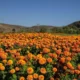 El Día de Muertos: Tradición que trasforma la economía en EE.UU.