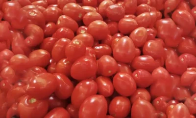 Arancel al tomate mexicano afectará miles de empleos en Baja California