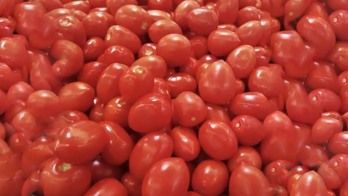 Arancel al tomate mexicano afectará miles de empleos en Baja California