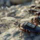 Robots espía: Alemania prepara cucarachas y drones para la guerra del futuro