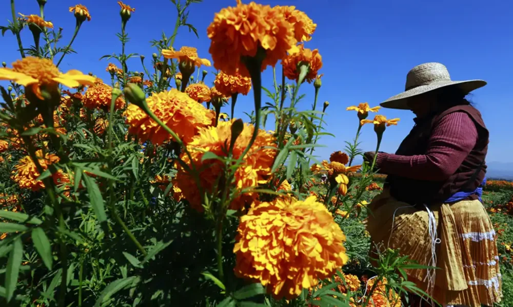 Por qué el cempasúchil terminó convertido en la flor de los muertos