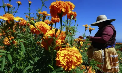 Por qué el cempasúchil terminó convertido en la flor de los muertos