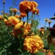 Por qué el cempasúchil terminó convertido en la flor de los muertos