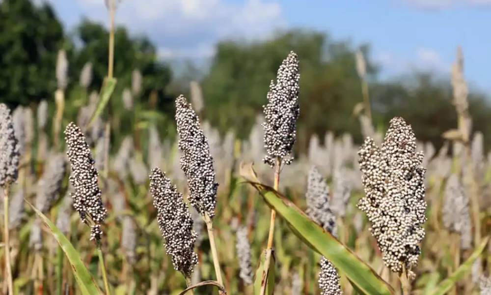 Con apoyo de la FAO, Madagascar, México y Uganda lanzan proyecto para integrar la biodiversidad en los sistemas agroalimentarios