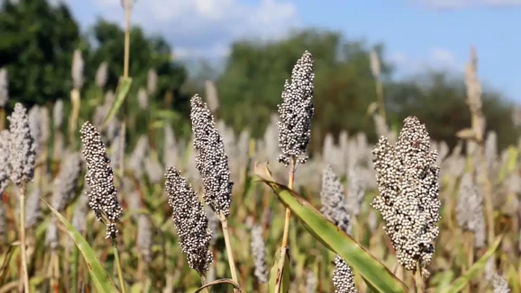 Con apoyo de la FAO, Madagascar, México y Uganda lanzan proyecto para integrar la biodiversidad en los sistemas agroalimentarios Con apoyo de la FAO, Madagascar, México y Uganda lanzan proyecto para integrar la biodiversidad en los sistemas agroalimentarios