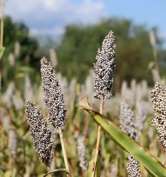 Con apoyo de la FAO, Madagascar, México y Uganda lanzan proyecto para integrar la biodiversidad en los sistemas agroalimentarios