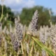 Con apoyo de la FAO, Madagascar, México y Uganda lanzan proyecto para integrar la biodiversidad en los sistemas agroalimentarios